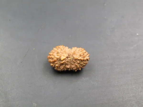17 Mukhi Indonesia