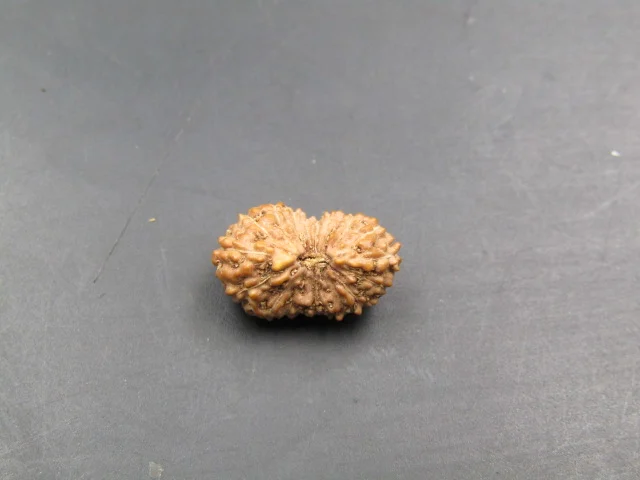 17 Mukhi Indonesia