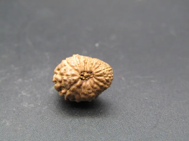 17 Mukhi Rudraksha