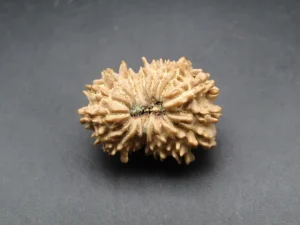 17 Mukhi Rudraksha