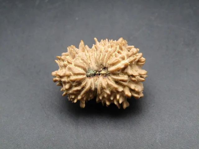 17 Mukhi Rudraksha