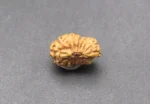 17 Mukhi Rudraksha