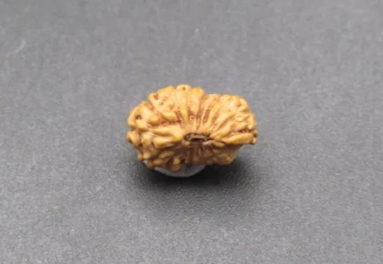 17 Mukhi Rudraksha