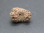 17 Mukhi Rudraksha