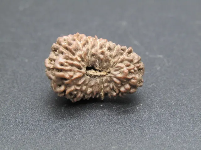 17 Mukhi Rudraksha