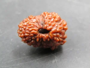 17 Mukhi Rudraksha