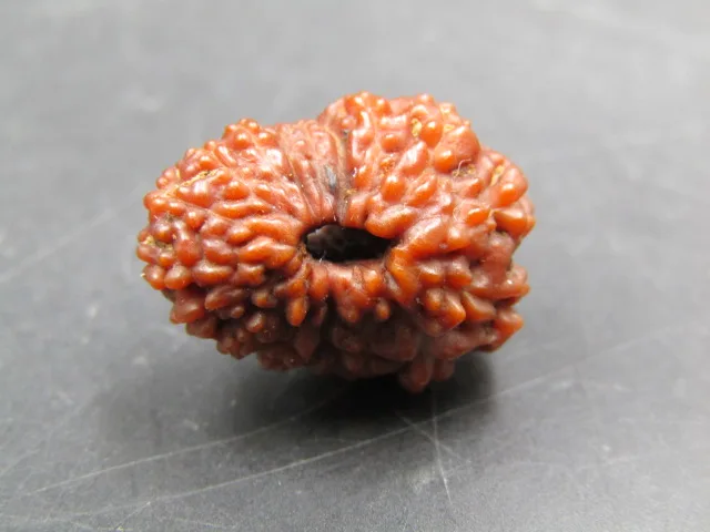 17 Mukhi Rudraksha
