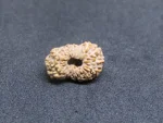 17 Mukhi Rudraksha
