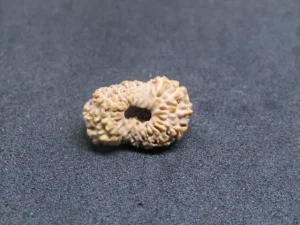 17 Mukhi Rudraksha