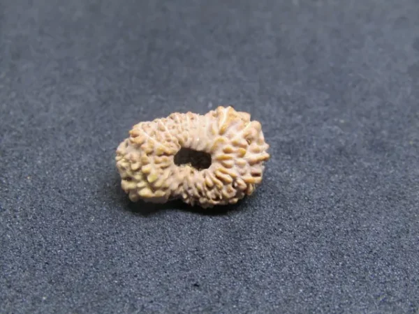 17 Mukhi Rudraksha