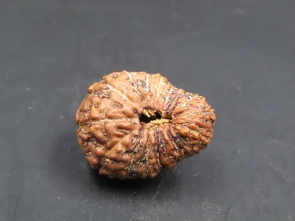 17 Mukhi Rudraksha
