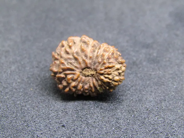 17 Mukhi Rudraksha