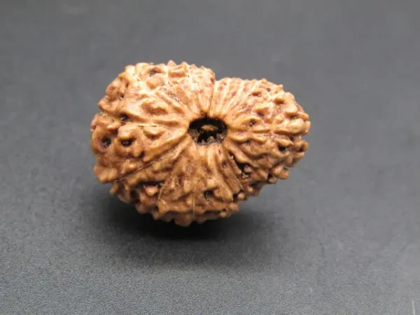 17 Mukhi Rudraksha