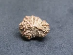 17 Mukhi Rudraksha