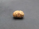 17 Mukhi Rudraksha
