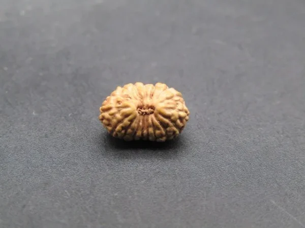 17 Mukhi Rudraksha