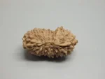 17 Mukhi Rudraksha