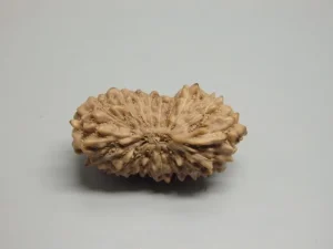 17 Mukhi Rudraksha