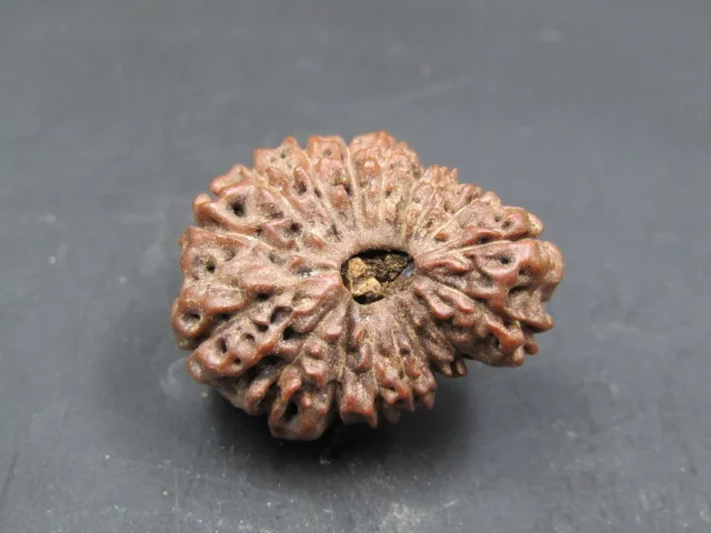 17 Mukhi Rudraksha