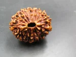 17 Mukhi Rudraksha