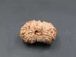 17 Mukhi Rudraksha