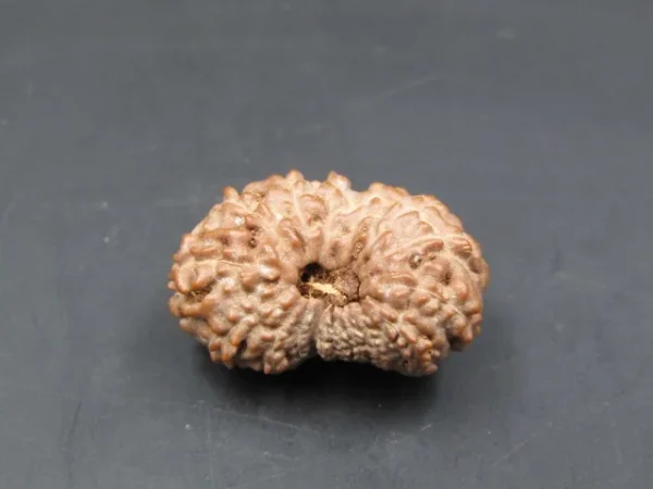 17 Mukhi Rudraksha