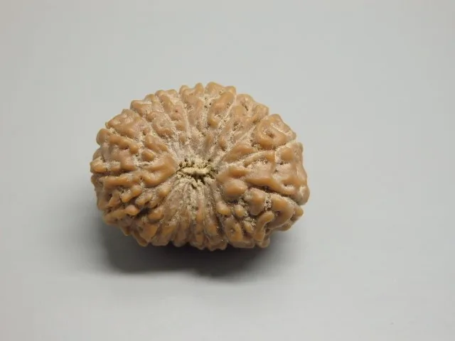 17 Mukhi Rudraksha