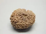 17 Mukhi Rudraksha