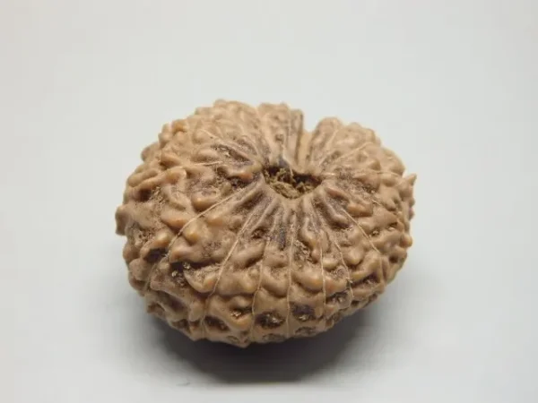 17 Mukhi Rudraksha