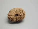 17 Mukhi Rudraksha