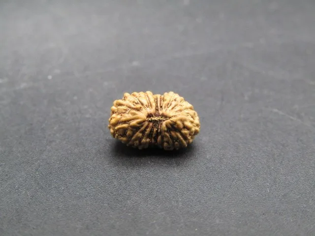 17 Mukhi Rudraksha