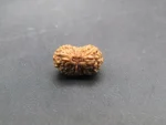 17 Mukhi Rudraksha