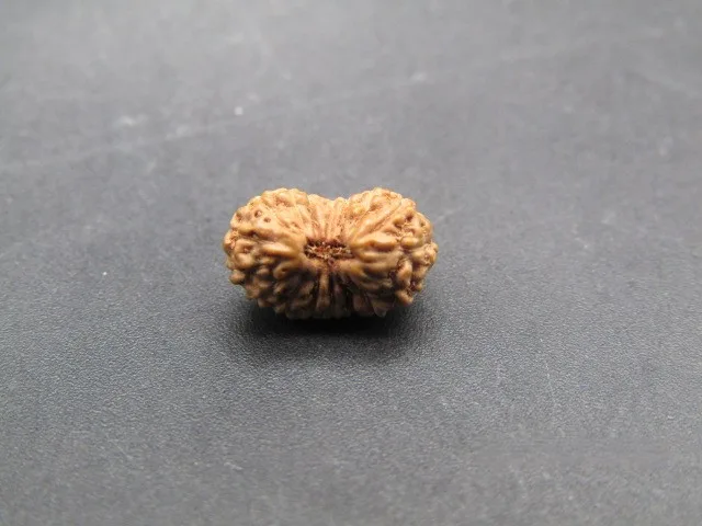 17 Mukhi Rudraksha