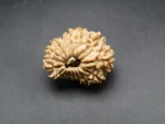 17 Mukhi Rudraksha