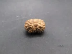 17 Mukhi Rudraksha