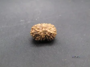 17 Mukhi Rudraksha