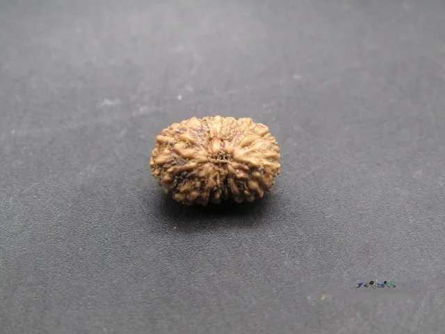 17 Mukhi Rudraksha