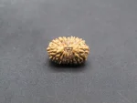 17 Mukhi Rudraksha