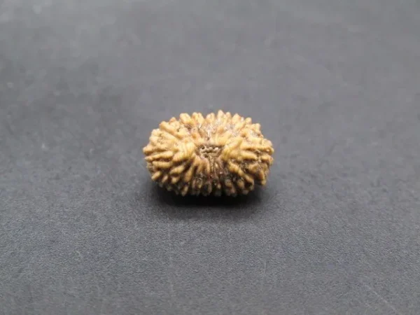 17 Mukhi Rudraksha