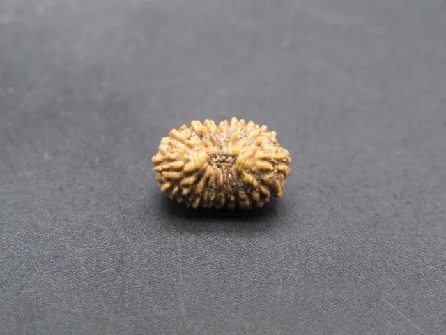 17 Mukhi Rudraksha