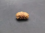 17 Mukhi Rudraksha