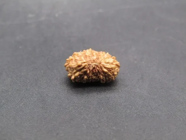 17 Mukhi Rudraksha
