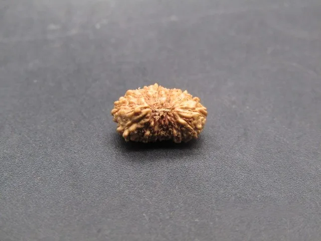 17 Mukhi Rudraksha