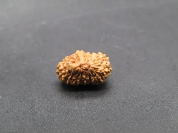 17 Mukhi Rudraksha