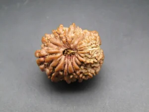 17 Mukhi Rudraksha