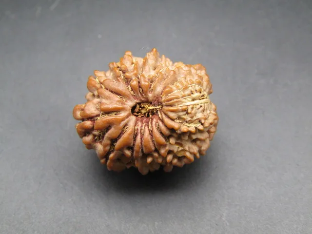 17 Mukhi Rudraksha