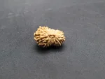 17 Mukhi Rudraksha