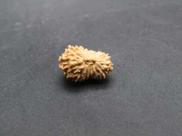 17 Mukhi Rudraksha