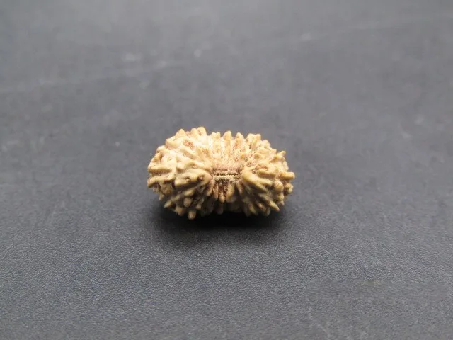17 Mukhi Rudraksha