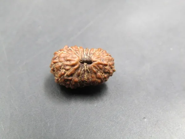 17 Mukhi Rudraksha